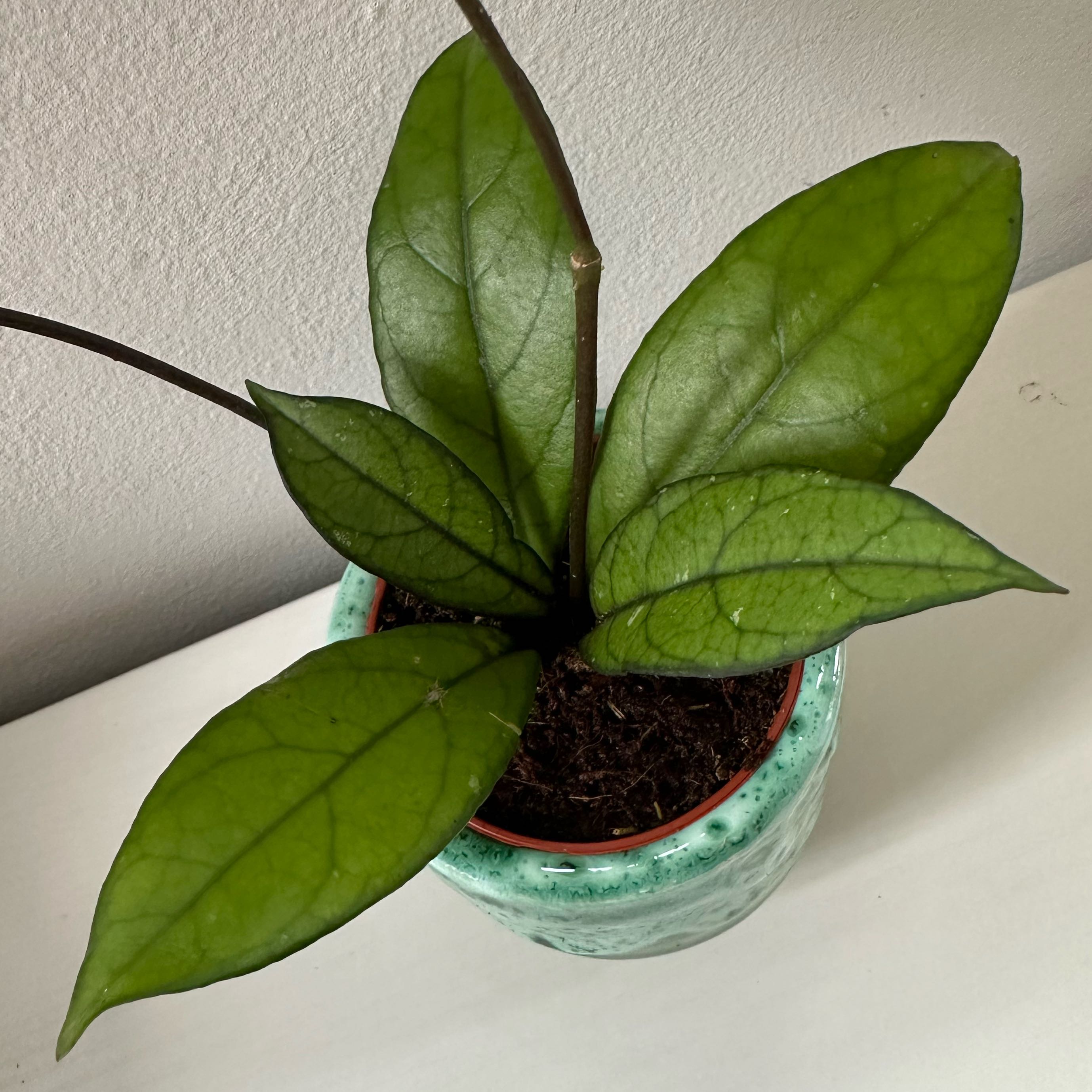 Hoya crassipetiolata plant in a pot with healthy green leaves.