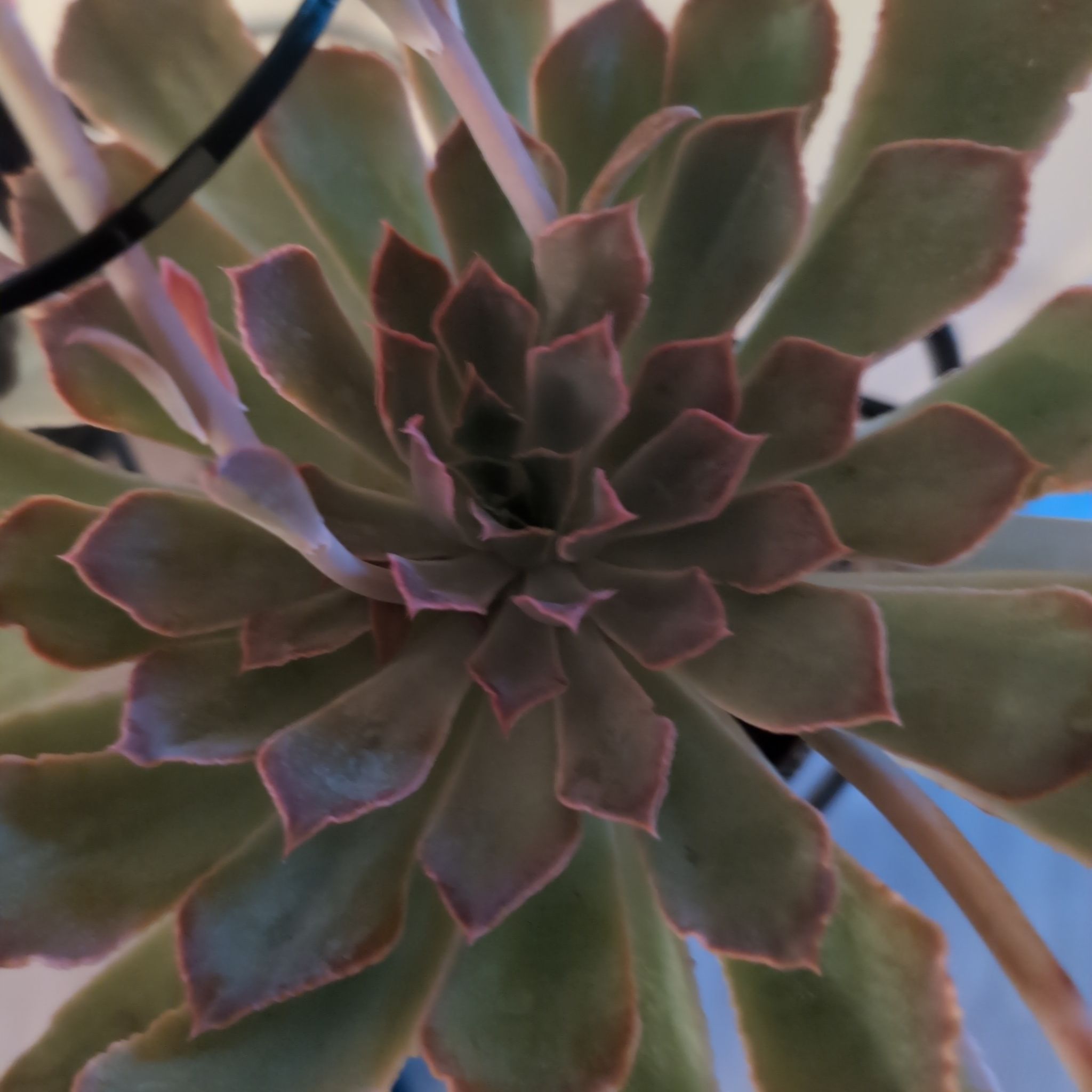 Photo of the plant species Echeveria 'Purple Pearl' by @ArtisanPeanut52 named Nene on Greg, the plant care app