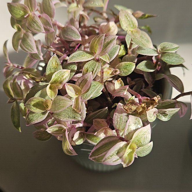 Photo of the plant species Callisia Pink Panther by @darkchrisma named Delilah on Greg, the plant care app
