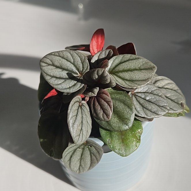 Photo of the plant species Peperomia Sunrise by @darkchrisma named Athena on Greg, the plant care app
