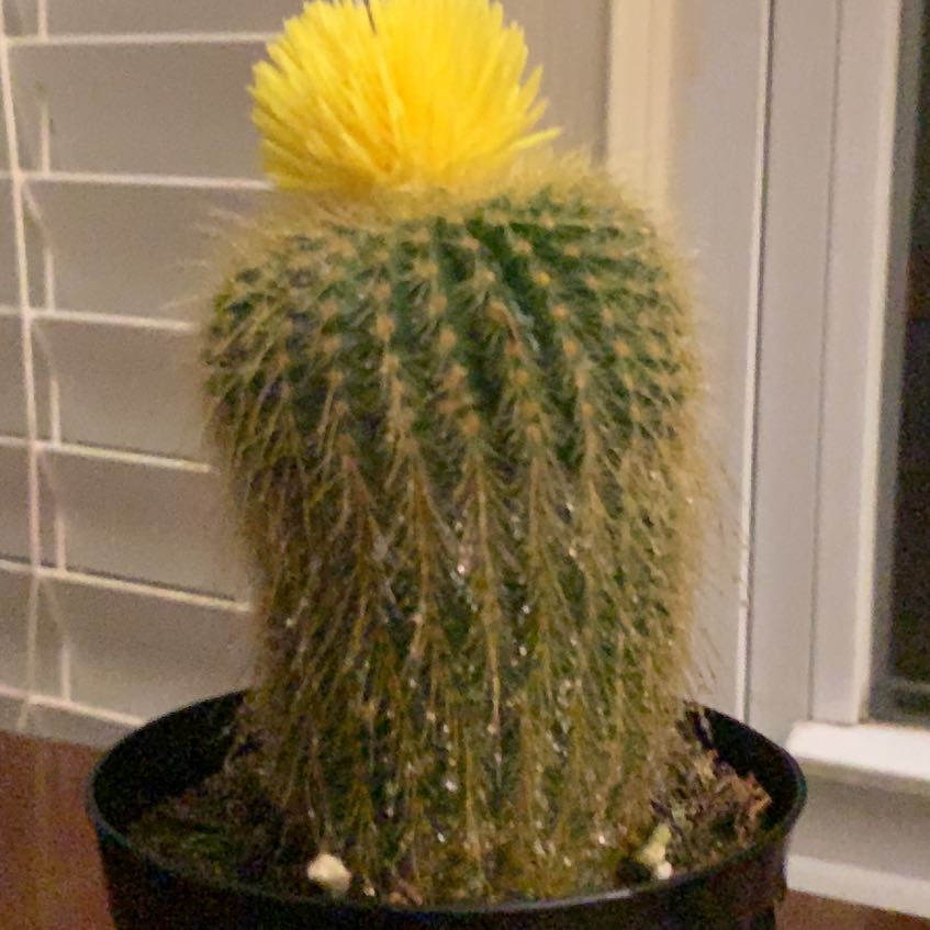 Photo of the plant species Compass Barrel Cactus by @QuickIcecaps97 named Amarillo on Greg, the plant care app