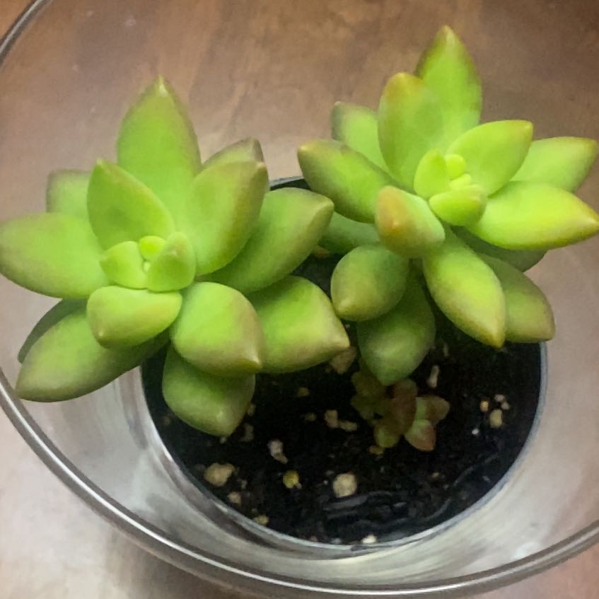 Photo of the plant species Sedum adolphi 'Guacamole' by @WinEndive93 named Captain Plant-it on Greg, the plant care app