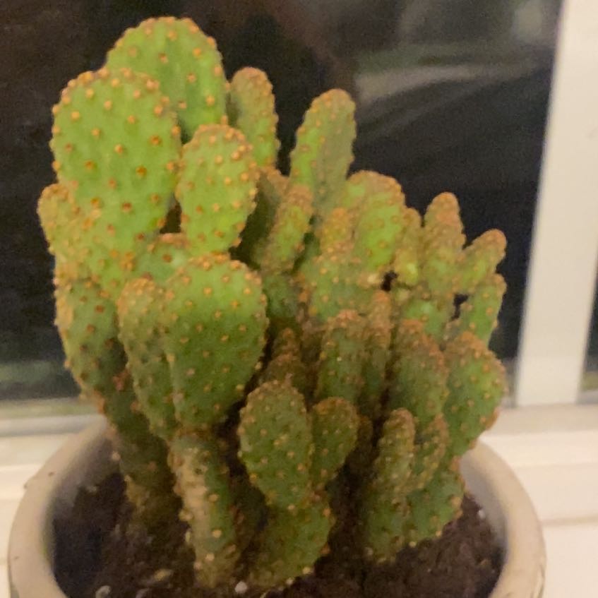 Photo of the plant species Opuntia rufida minima f. monstrose by @DashingFern36 named Gregory on Greg, the plant care app