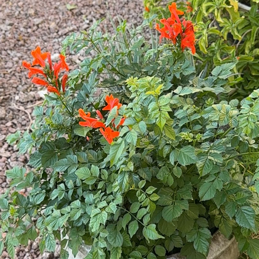 Photo of the plant species Cape Honeysuckle 'Aurea' by @HunkyCatmint46 named da Vinci on Greg, the plant care app