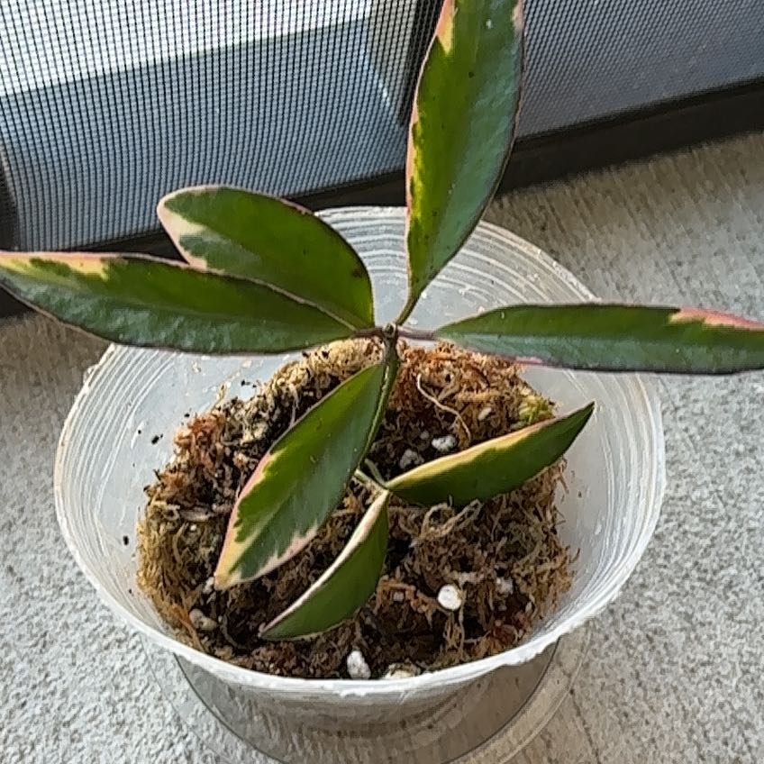 Photo of the plant species variegated hoya wayetii by @SilveryPotato97 named Terra on Greg, the plant care app