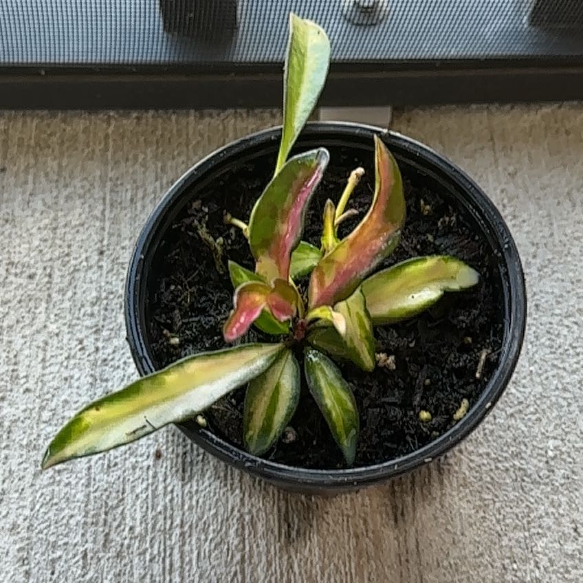 Photo of the plant species Hoya Wayetti by @SilveryPotato97 named Osmo on Greg, the plant care app