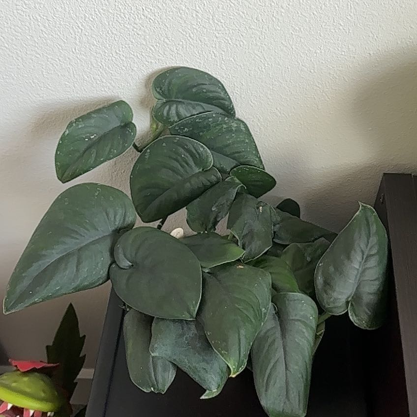 Photo of the plant species Jade Satin Pothos by @SilveryPotato97 named Mollie on Greg, the plant care app