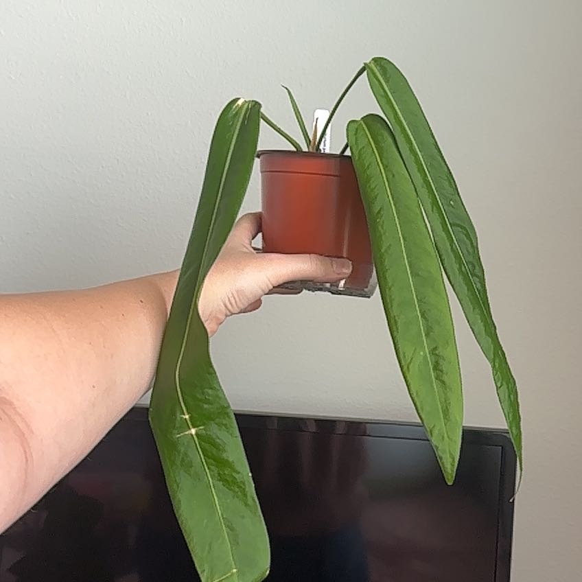 Photo of the plant species Palidiforum by @SilveryPotato97 named Mando on Greg, the plant care app