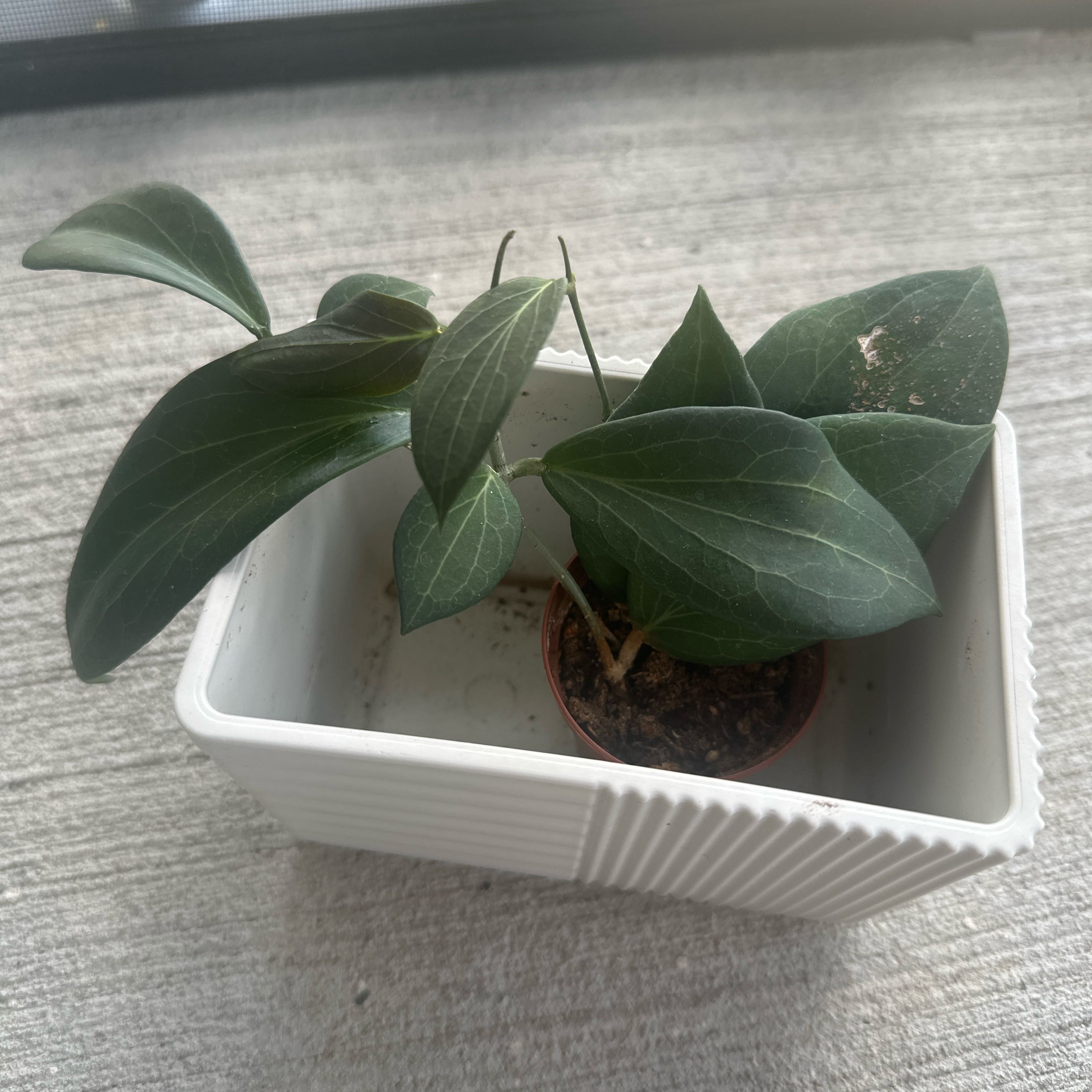 Photo of the plant species hoya potsii by @SilveryPotato97 named Nemo on Greg, the plant care app