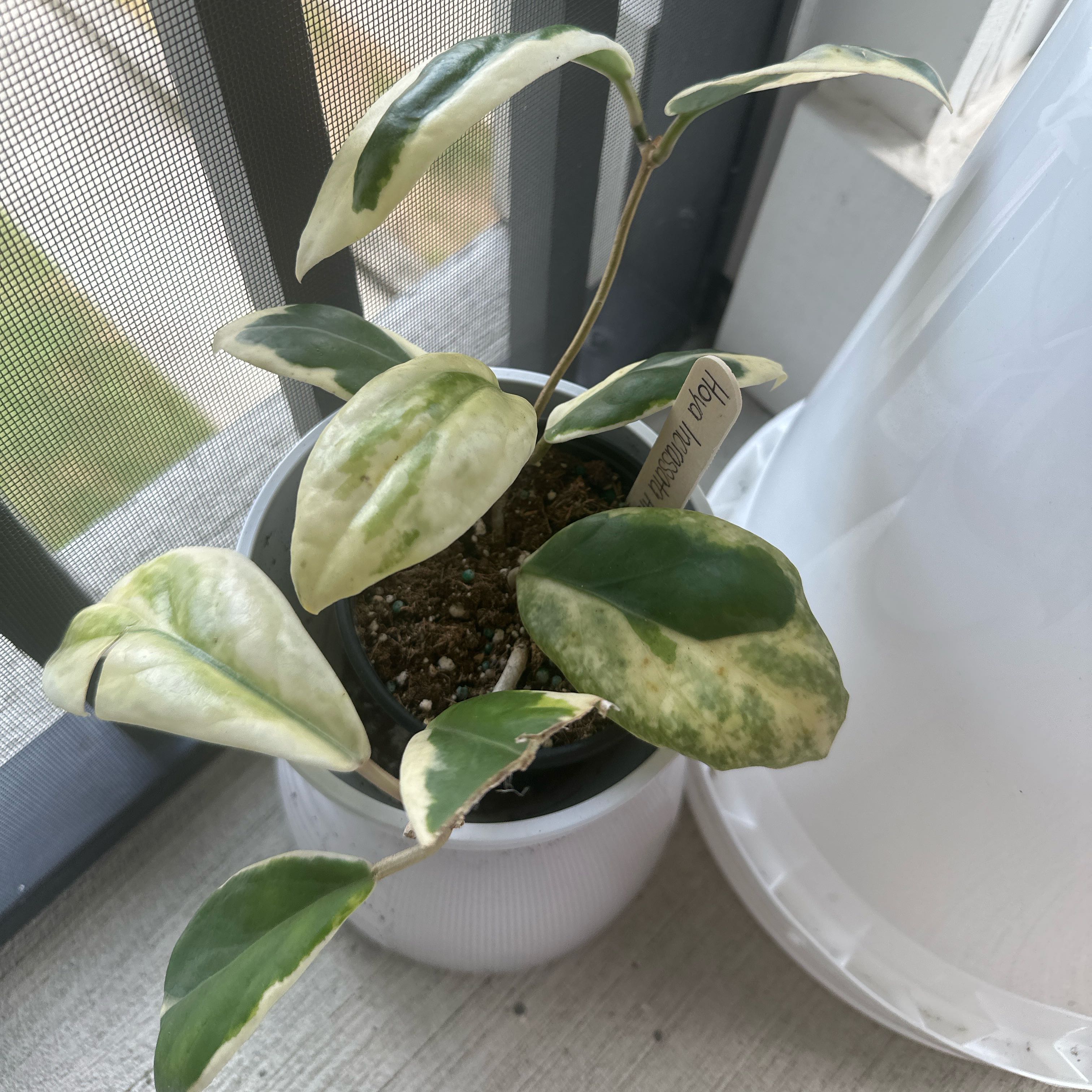 Photo of the plant species Hoya incrassata 'Albomarginata' by @SilveryPotato97 named Marley on Greg, the plant care app