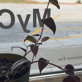 Photo of the plant species Wandering Jew by @MiracleWaxivy2 named Huckleberry Fern on Greg, the plant care app