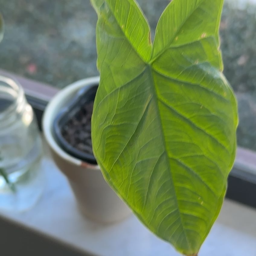Photo of the plant species Broadleaf Arrowhead by @ContentDill named da Vinci on Greg, the plant care app