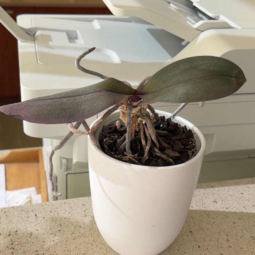 Photo of the plant species ? by @EclecticComet70 named Denali on Greg, the plant care app