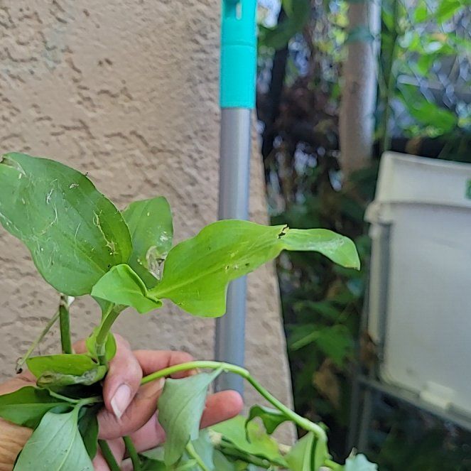 Photo of the plant species Benghal Dayflower by @BiggestApple55 named Sage on Greg, the plant care app