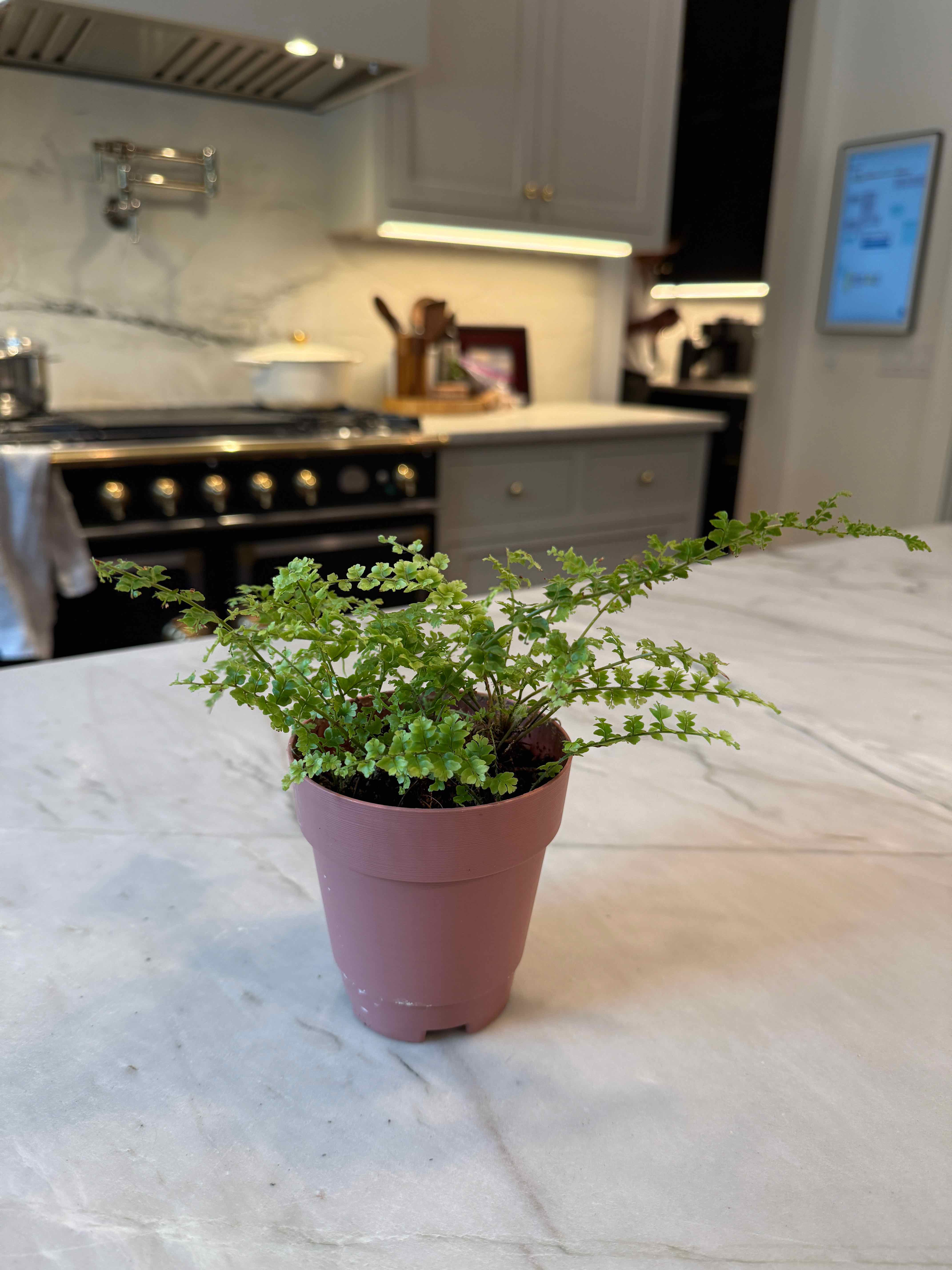 Photo of the plant species Fluffy Ruffles Fern by @ChosenOnion64 named Sahara on Greg, the plant care app