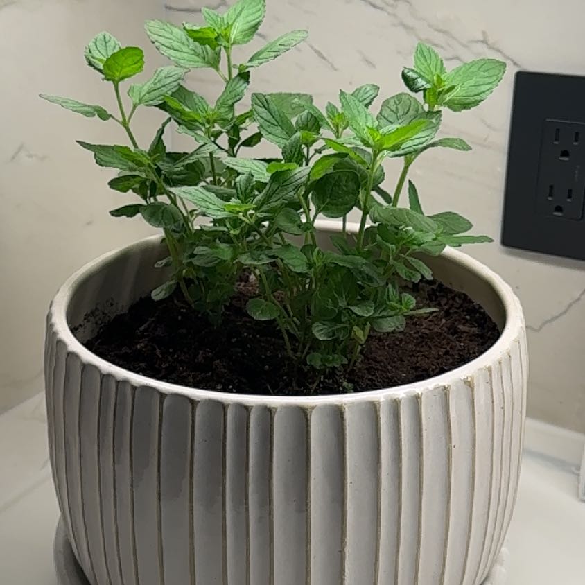 Photo of the plant species Mojito Mint by @ChosenOnion64 named Kendall on Greg, the plant care app