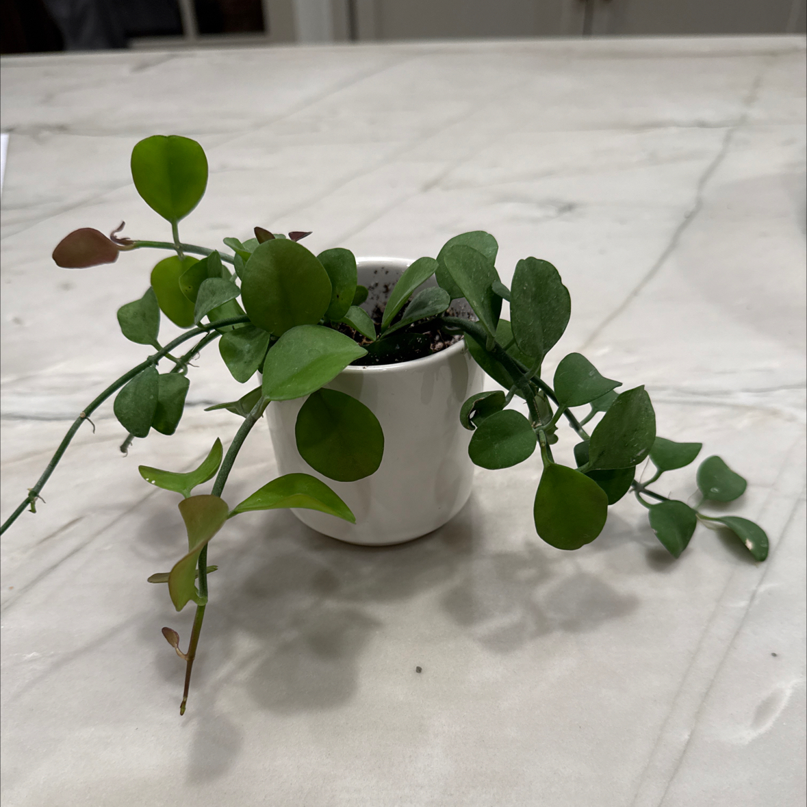 Photo of the plant species Dischidia 'Apple' by @ChosenOnion64 named Percy on Greg, the plant care app