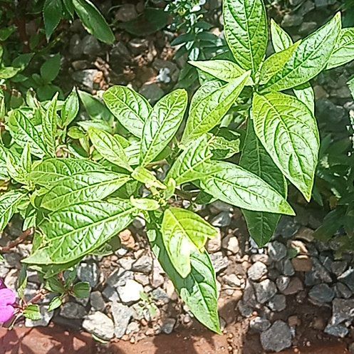 Photo of the plant species Cleome Hassleriana by @InventiveGrass named Nemo on Greg, the plant care app