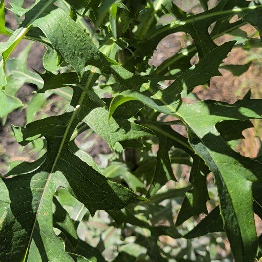 Photo of the plant species Pin Oak by @HelpfulRedlog44 named Nemo on Greg, the plant care app