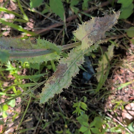 Photo of the plant species Spiny Sowthistle by @HelpfulRedlog44 named Messi on Greg, the plant care app