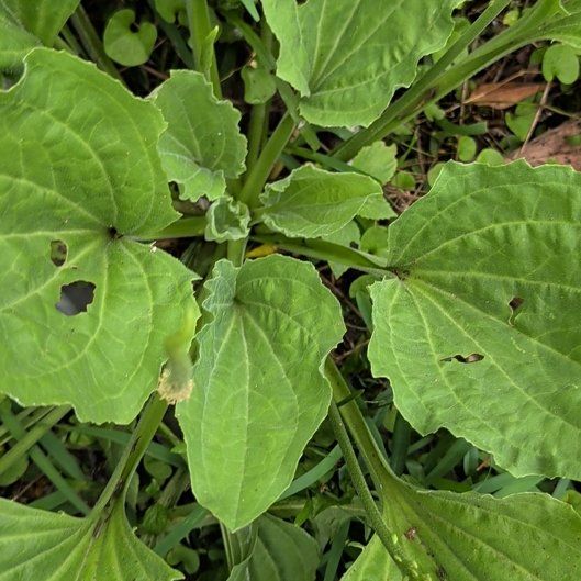Photo of the plant species Greater Plantain by @HelpfulRedlog44 named Pax on Greg, the plant care app