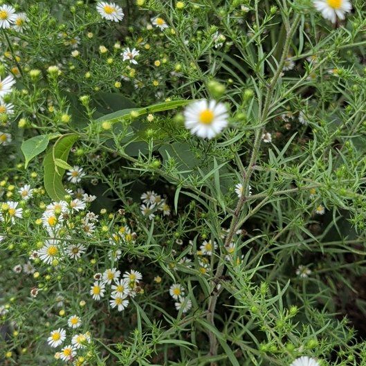 Photo of the plant species Panicled Aster by @HelpfulRedlog44 named Keanu Leaves on Greg, the plant care app