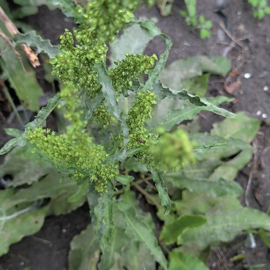 Photo of the plant species Curly Dock by @HelpfulRedlog44 named Queen on Greg, the plant care app