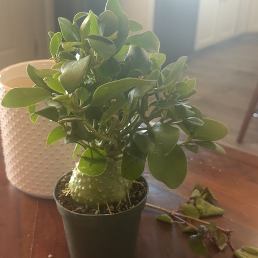 Photo of the plant species Ant plant by @YokeWorm87 named Keanu Leaves on Greg, the plant care app