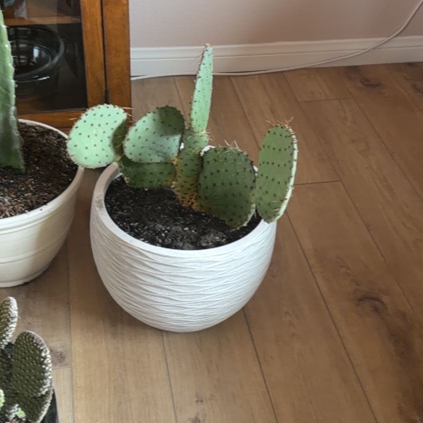Photo of the plant species Violet Prickly Pear by @YokeWorm87 named Terra on Greg, the plant care app