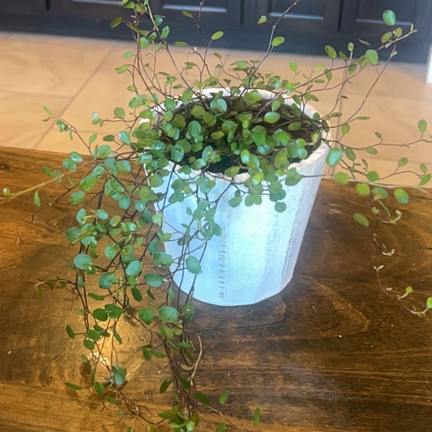 Photo of the plant species Creeping Wire Vine by @MaestroChards named Nithin on Greg, the plant care app