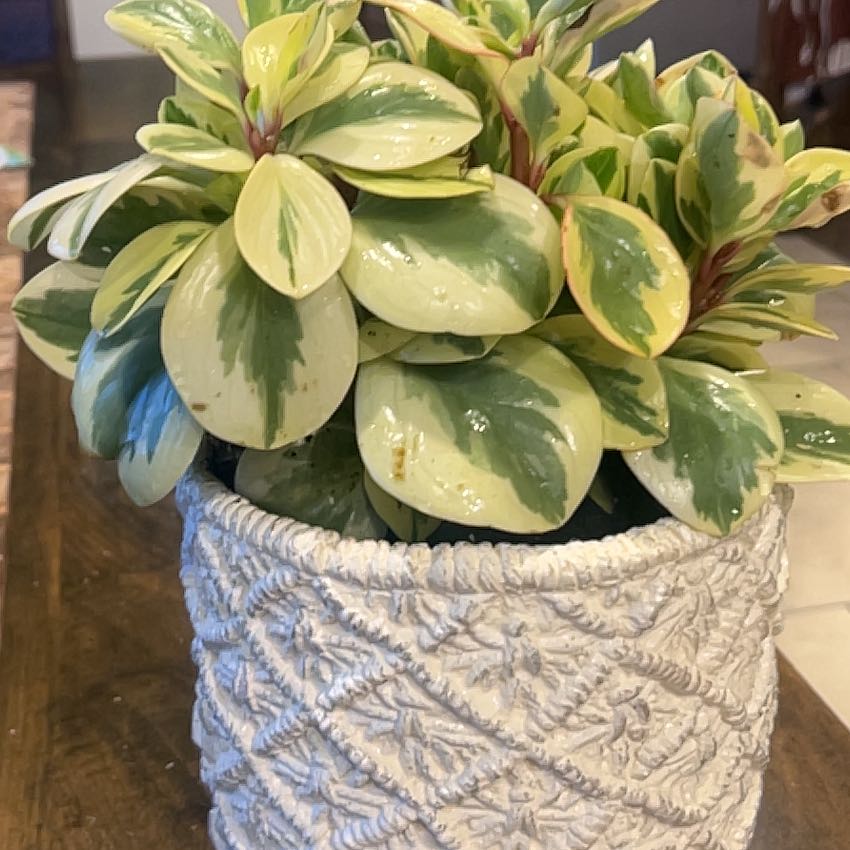 Photo of the plant species Peperomia obtipan by @MaestroChards named Stella on Greg, the plant care app