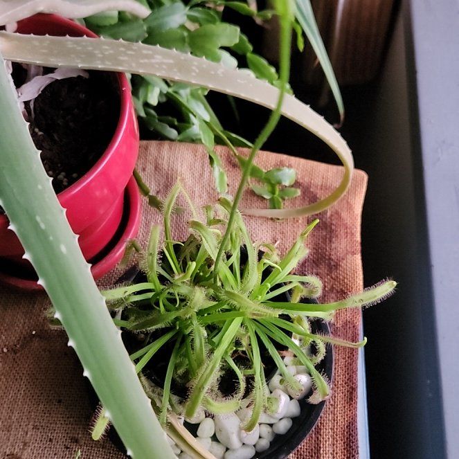 Photo of the plant species Buckhorn Plantain by @WiseCapeivy87 named Scarlett on Greg, the plant care app