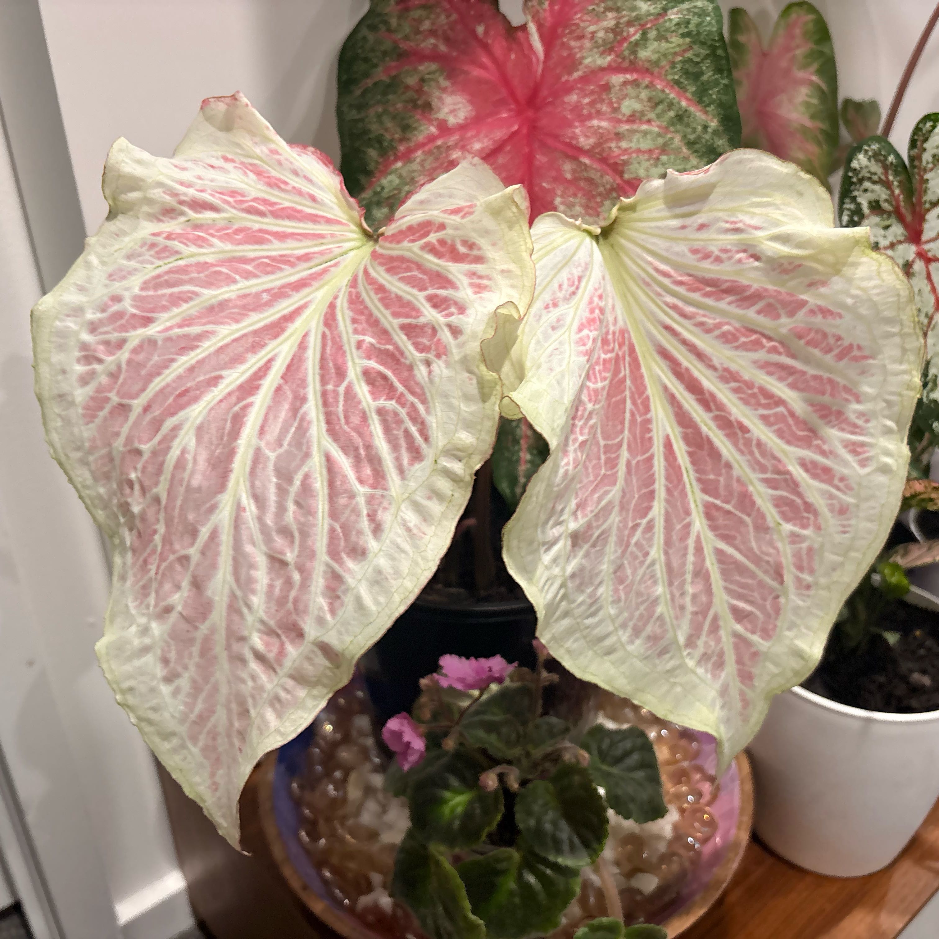 Photo of the plant species Florida Moonlight Caladium by @PlantsDelaRiri named Lettuce on Greg, the plant care app