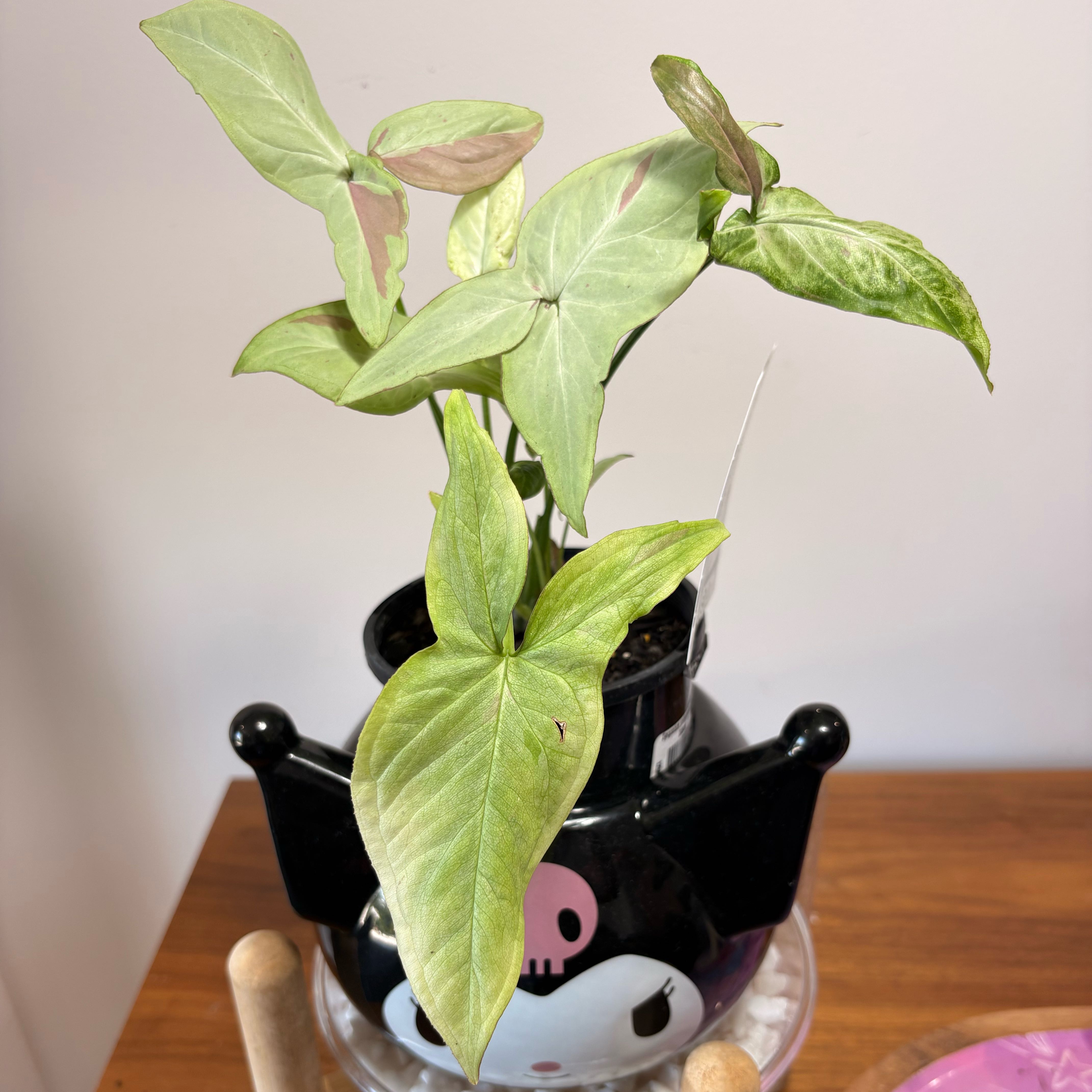 Photo of the plant species Syngonium 'Pink Salmon' by @PlantsDelaRiri named Pixel on Greg, the plant care app