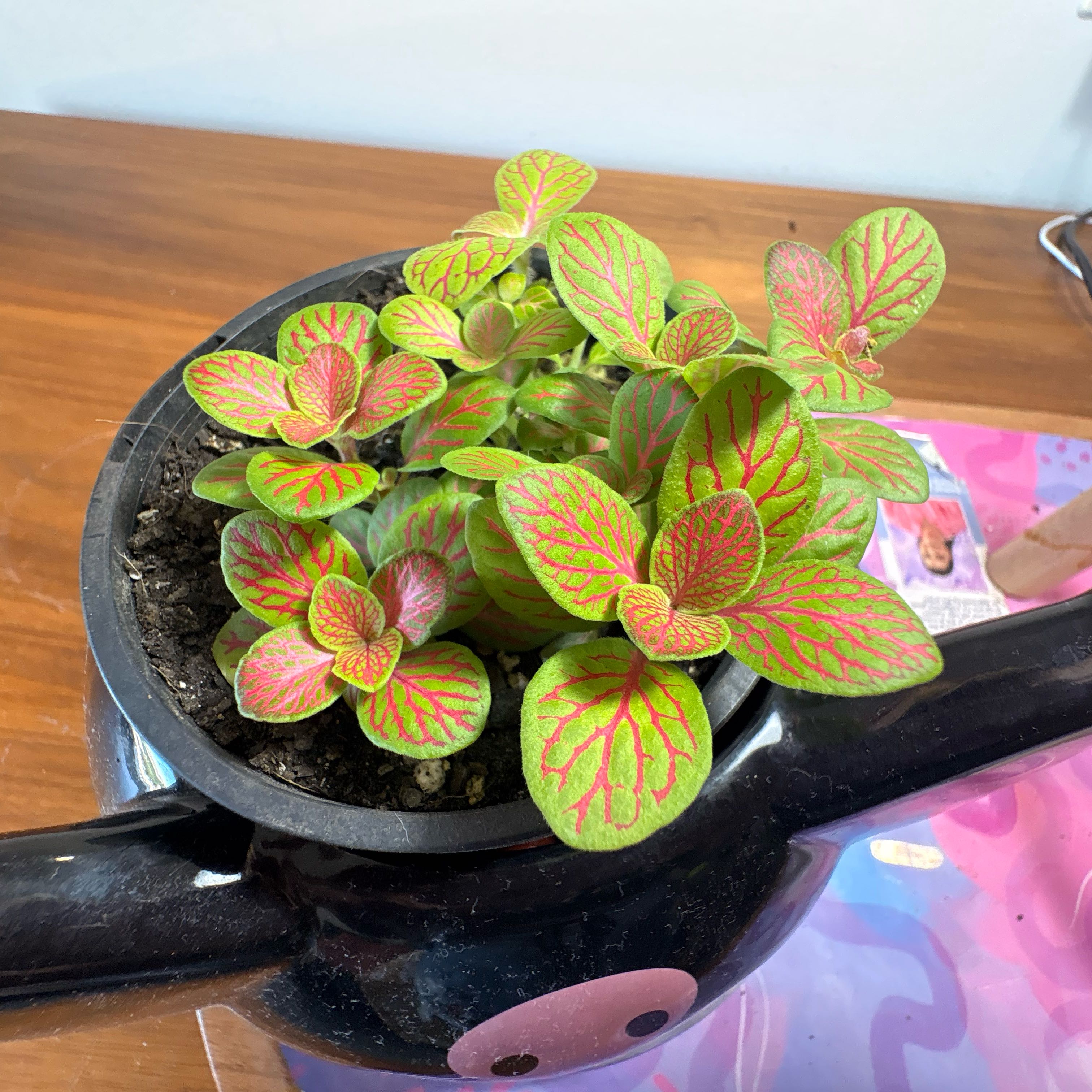 Photo of the plant species Nerve Plant by @PlantsDelaRiri named Miley on Greg, the plant care app