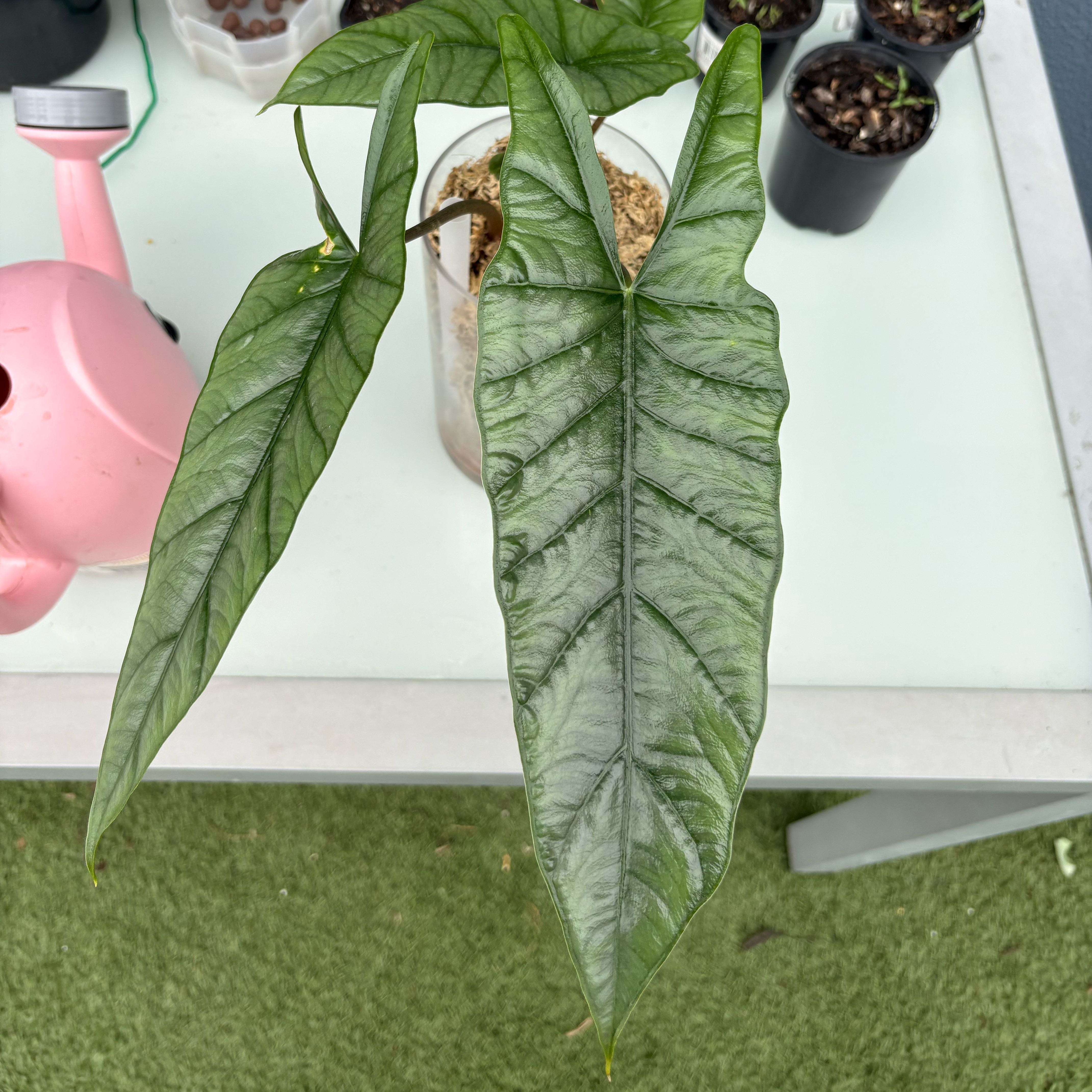 Photo of the plant species Alocasia Metallic Blue by @PlantsDelaRiri named Osmo on Greg, the plant care app