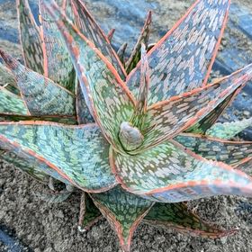 Photo of the plant species Red Neon Aloe Vera by @NiceSquash86 named Wall-E on Greg, the plant care app