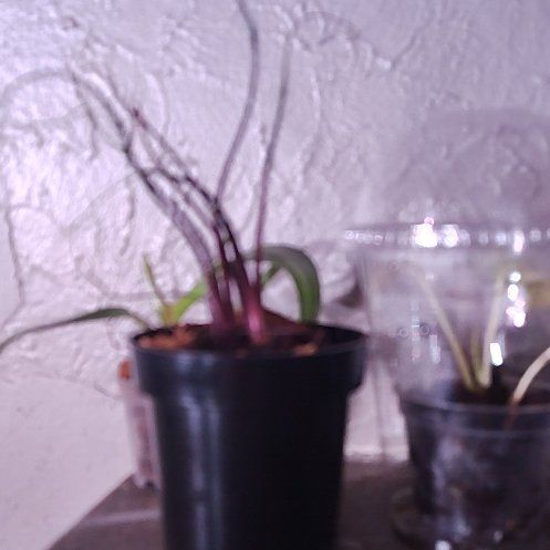 Photo of the plant species Flying Squid by @SinewyKoa68 named Figyonce on Greg, the plant care app