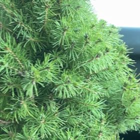 Photo of the plant species Picea glauca by @RoundGroundsel named Sage on Greg, the plant care app