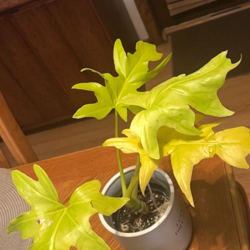 Photo of the plant species Philodendron 'Aurea Flavum' by @GuruGermander65 named Athena on Greg, the plant care app