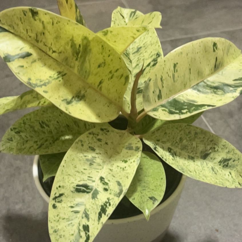 Photo of the plant species Rubber Plant 'Belize' by @GuruGermander65 named Diana on Greg, the plant care app