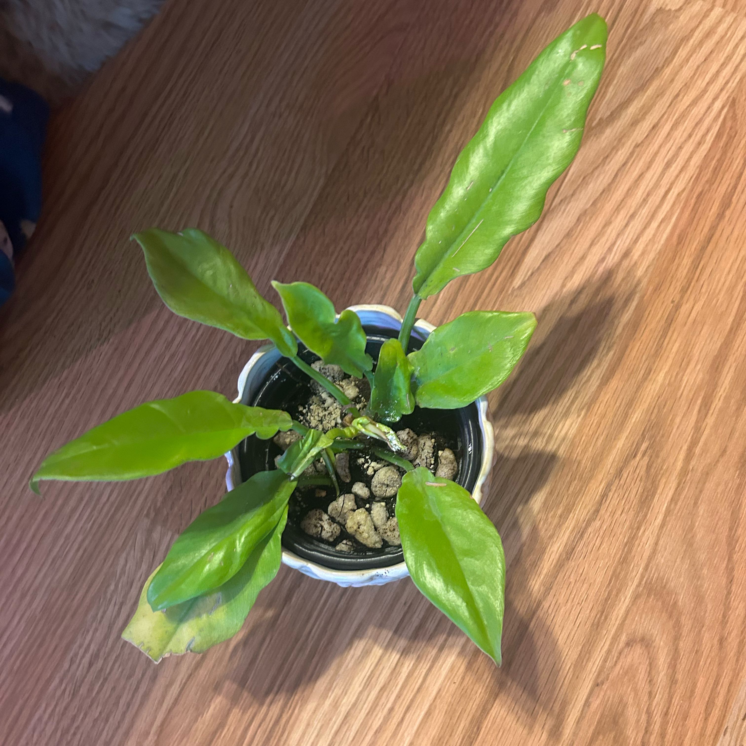 Photo of the plant species Philodendron crocodile by @GuruGermander65 named Forrest on Greg, the plant care app