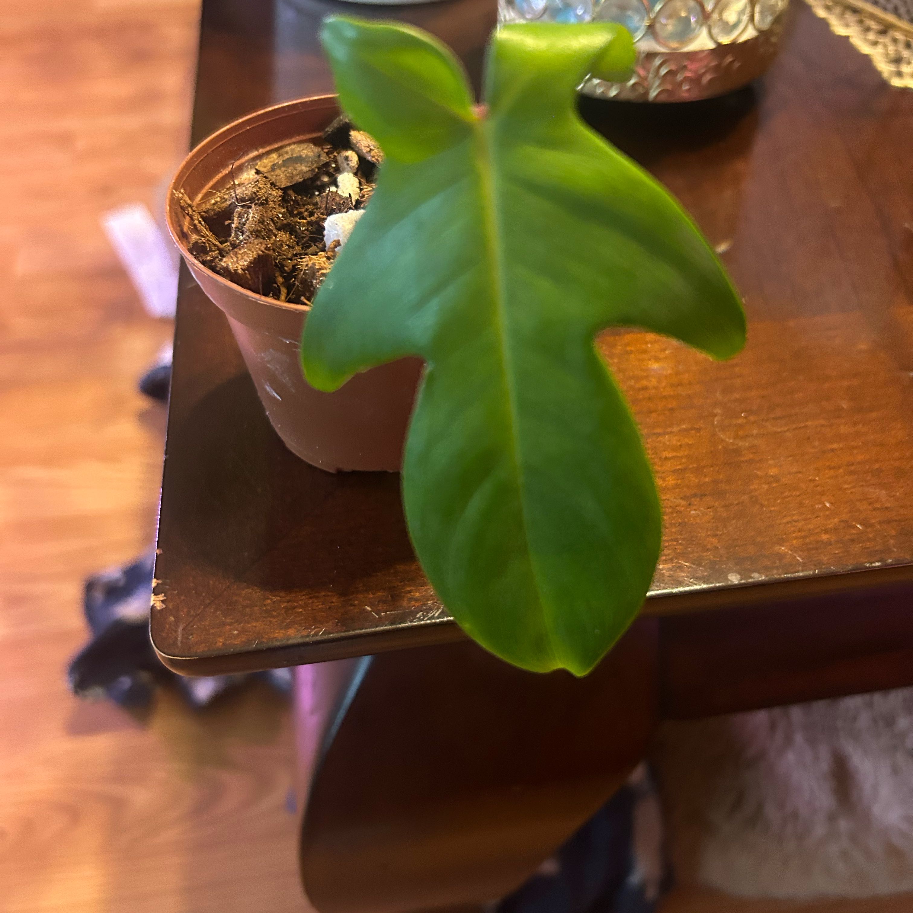 Photo of the plant species Philodendron 'Florida Beauty' by @GuruGermander65 named Hemingway on Greg, the plant care app