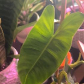 Photo of the plant species Philodendron Burle Marx by @GuruGermander65 named Fernie Saunders on Greg, the plant care app