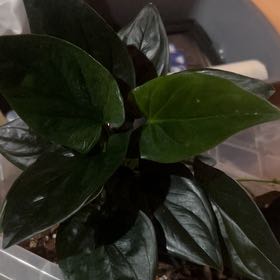 Photo of the plant species Syngonium Erythrophyllum by @GuruGermander65 named Andy on Greg, the plant care app