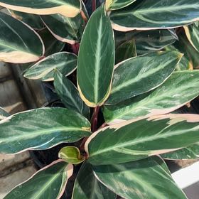 Photo of the plant species Stromanthe sanguinea 'Tricolor' by @GuruGermander65 named Stormy on Greg, the plant care app