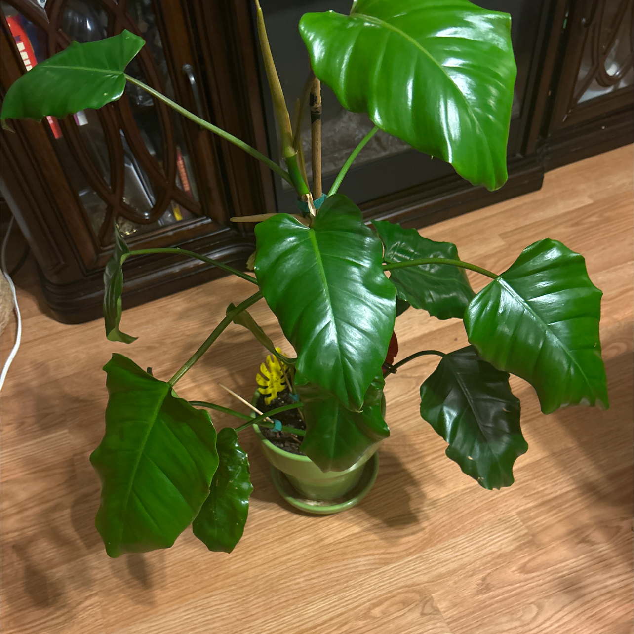 Photo of the plant species Jungle Fever Green by @GuruGermander65 named Cane on Greg, the plant care app