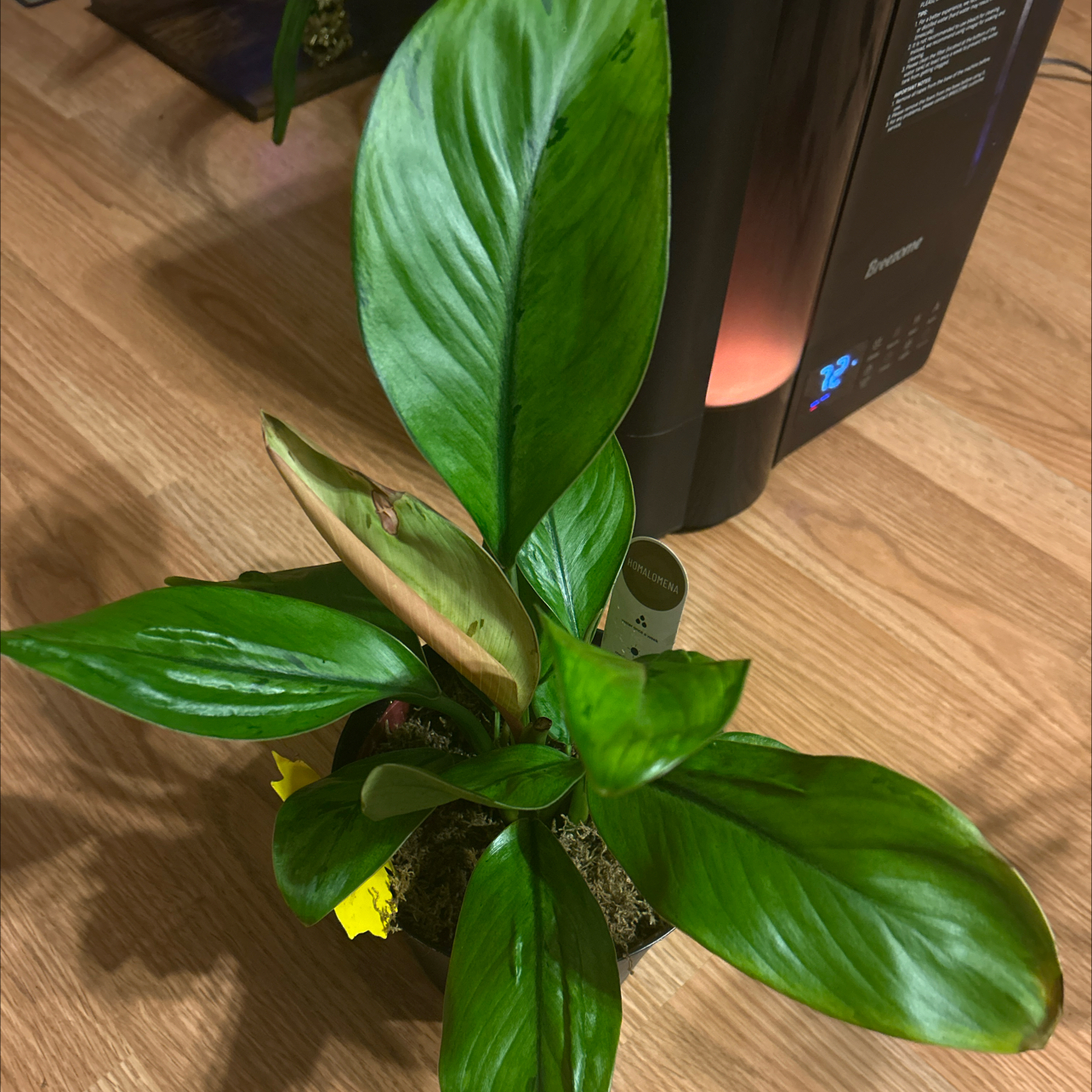 Photo of the plant species Homalomena 'Selby' by @GuruGermander65 named Selby on Greg, the plant care app