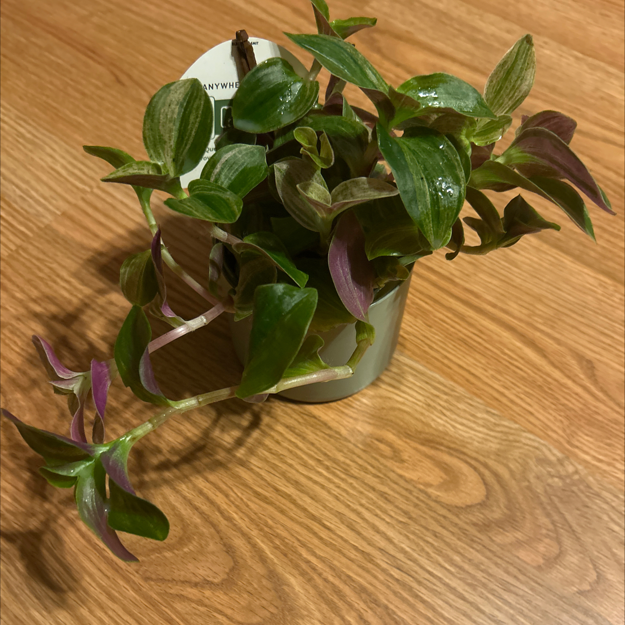 Photo of the plant species Small-Leaf Spiderwort by @GuruGermander65 named Trudy on Greg, the plant care app