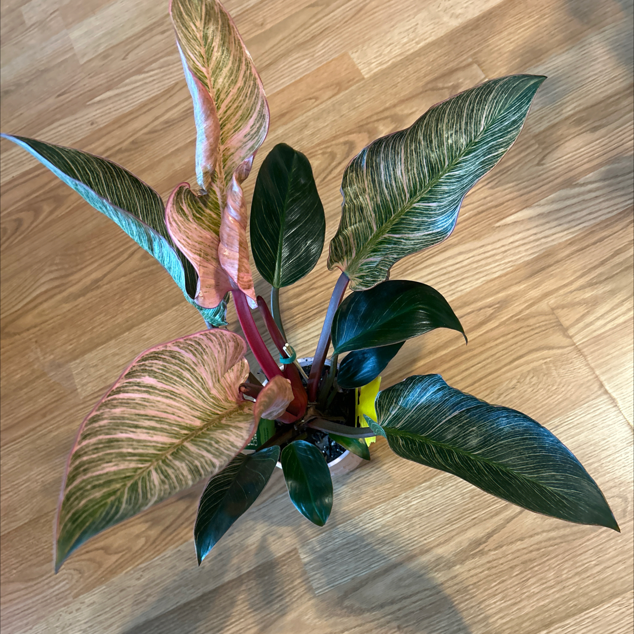 Photo of the plant species Pink Birkin Philodendron by @GuruGermander65 named Monae on Greg, the plant care app
